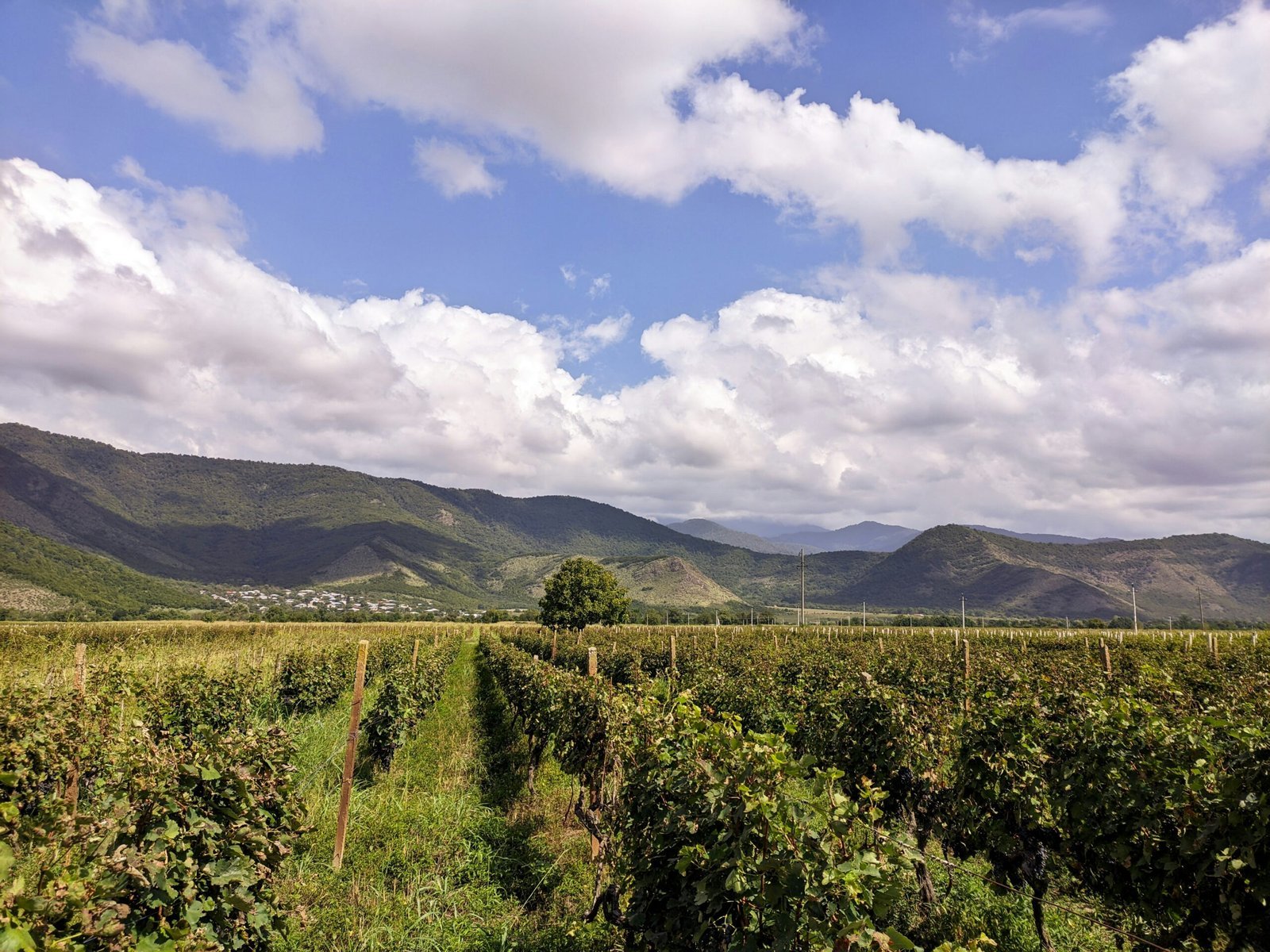 a lush green field with mountains in the background